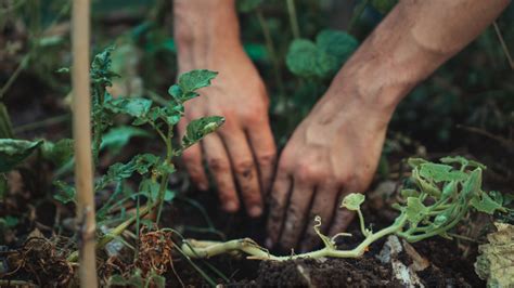 Patina Maldives, Fari Islands: Seeding Next-Gen Sustainability in the ...