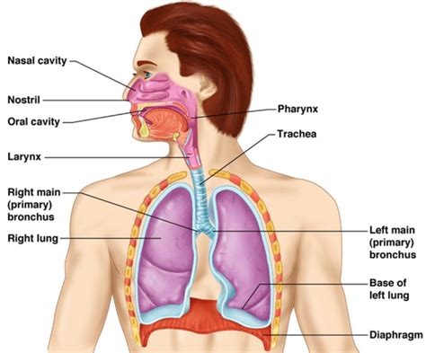 Simple Labeled Human Respiratory System Diagram - greeneyesstyle