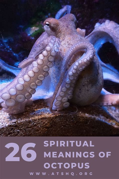 Octopus Symbolism: 26 Spiritual Meanings Of Octopus