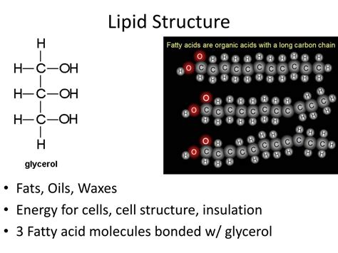 Lipids Poster