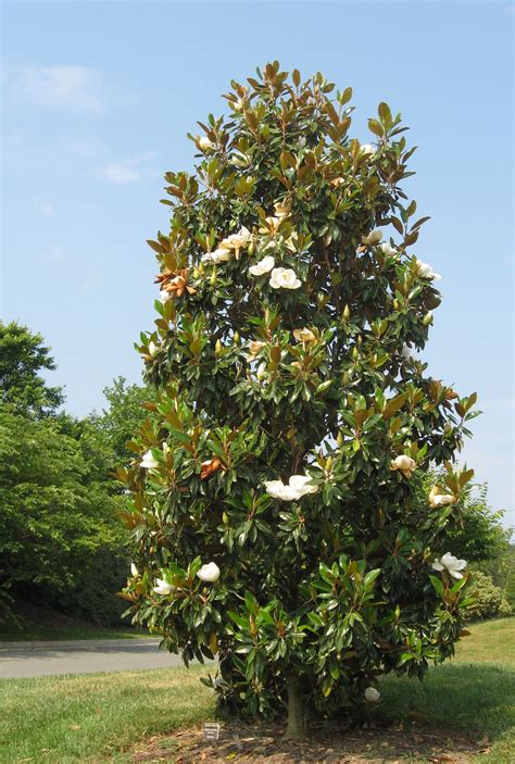 Magnolia Flowers, Varieties and Planting Tips - Flower Magazine