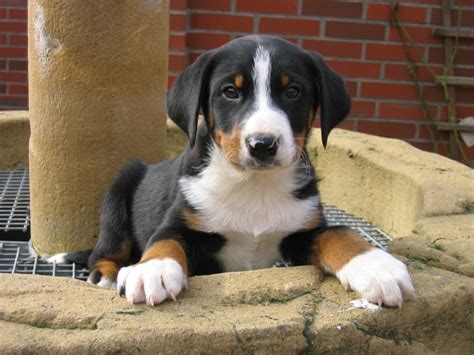 Appenzeller Mountain Dog Info, Temperament, Puppies, Pictures