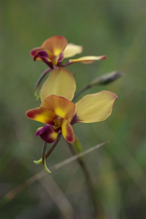 native orchid - Koondoola Regional Bushland_Western Australian ...