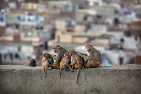 Monkeys in India Steal COVID-19 Tests | Nature and Wildlife | Discovery