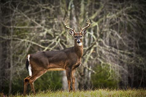 White Tailed Deer Eight Point Buck Photograph by Randall Nyhof - Fine ...