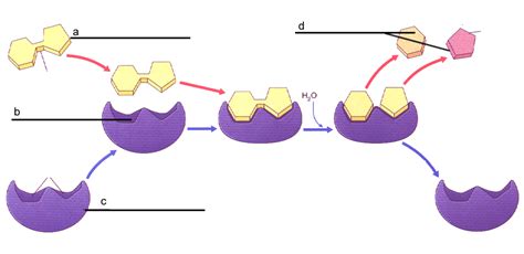 Enzyme Reaction Parts Diagram | Quizlet