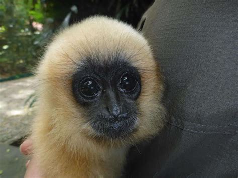 Baby Ape Who Lost Her Family Gets A Brand-New Dad - The Dodo