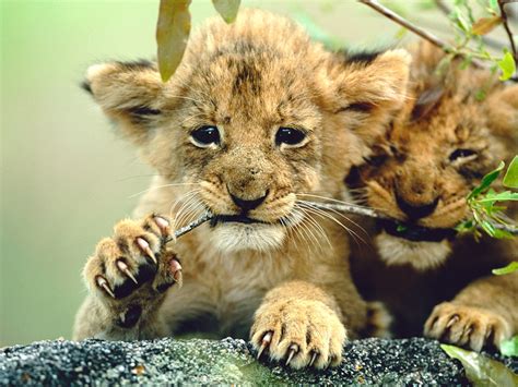 Lion Images For Kids