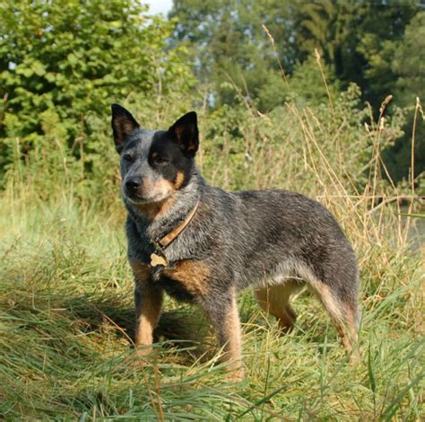 blue heeler dog temperament - Platpets - Training Resources For Your Pet