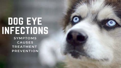 Dog Eye Infections: Symptoms, Causes, Treatment & Prevention