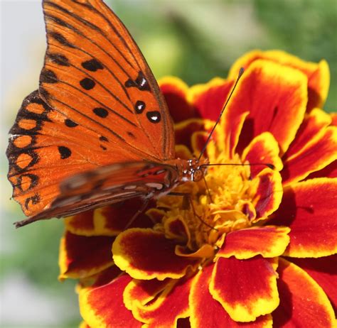 Butterfly | Taken in Sunset Beach, NC | Mickey Marino | Flickr