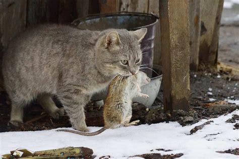 Cats Eating Rats | atelier-yuwa.ciao.jp