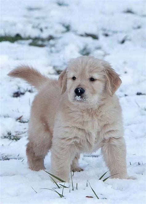 Golden Retriever Puppy in Snow | Dogs golden retriever, Golden ...