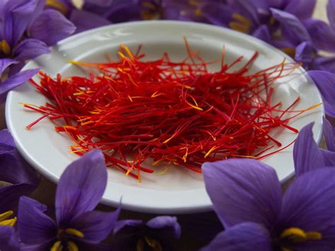 Saffron harvesting | Walking Palates