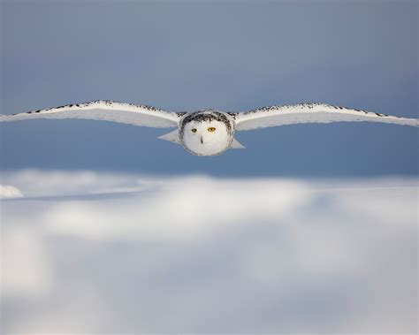 Snowy Owl flying over the snow wallpaper-1280x1024 Download ...