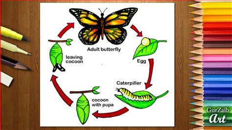 Art & Collectibles Life Cycle of a Butterfly Prints etna.com.pe