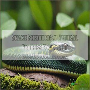 Snake Shedding Problems: Causes, Signs, and Solutions Explained