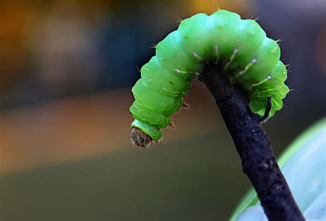 Elizabeth Hall Photography: The Big Green Caterpillar