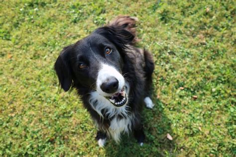 Training a Border Collie | Canna-Pet®