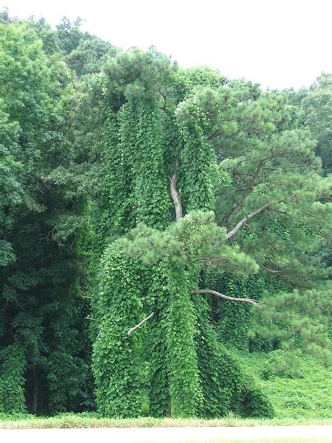 Southern Comfort: KUDZU - THE VINE THAT ATE THE SOUTH