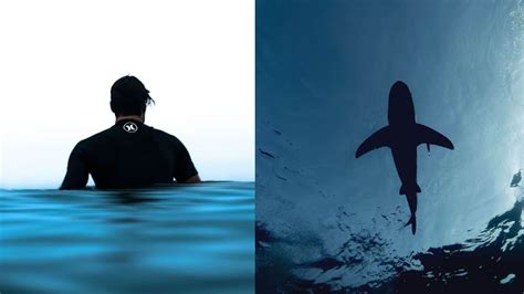 Surfing and Sharks: Fact Check and Tips - Surf Learner