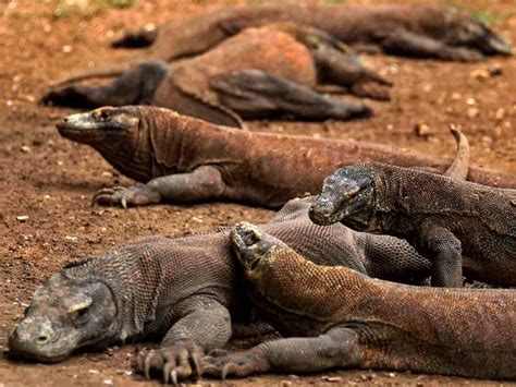 Epicentrum World: If You Want To See Komodo Dragons, Visit Their ...