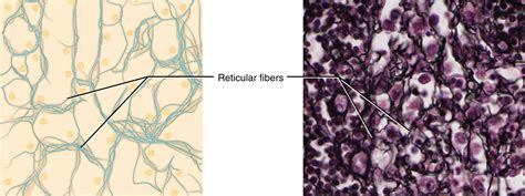 Reticular Connective Tissue Lymph Nodes