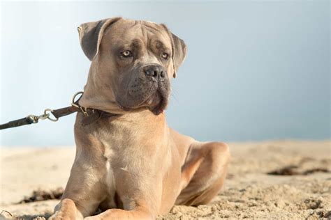 The Complete Guide To The World Of Cane Corso Colors