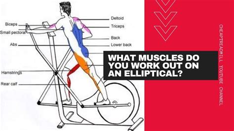 Elliptical Muscles Worked Diagram