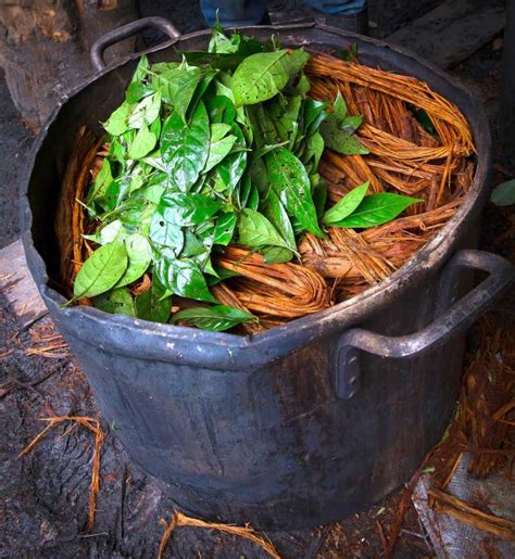 Ayahuasca Preparation – 4 Vital Things You Need to Know – Your Highest ...