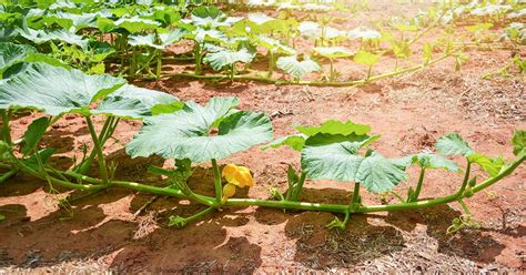 When and How to Trim Pumpkin Vines | Gardener’s Path