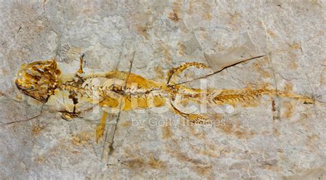 Salamander Fossil Stock Photo | Royalty-Free | FreeImages