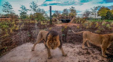 Inside Chester Zoo's new lion habitat - Manchester Evening News