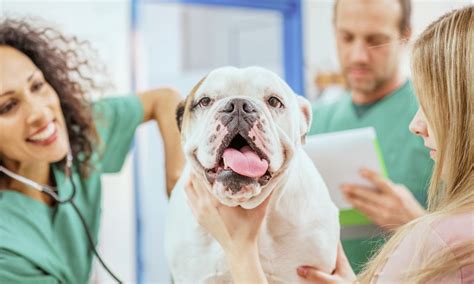 Association for Pet Obesity Prevention