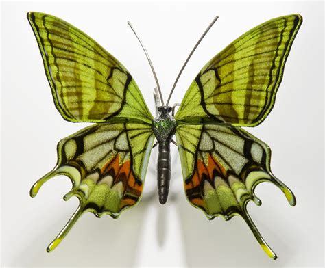 Rare and Endangered Butterfly Species Recreated in Glass by Laura Hart