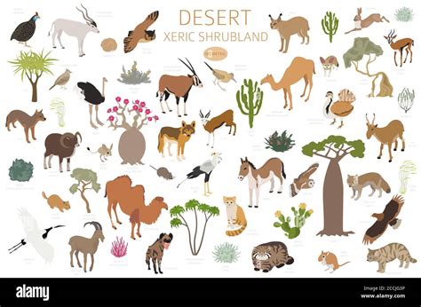 Desert biome, xeric shrubland biome, natural region infographic ...