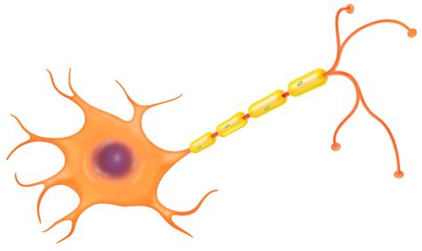 Nerve Cell Function | Nerve Cell Diagram | DK Find Out