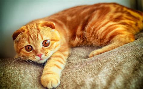 Orange Tabby Cat Wallpapers - Wallpaper Cave