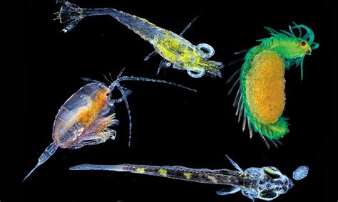 The microscopic magic of plankton - Environment news - NewsLocker