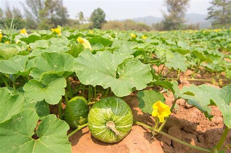 When and How to Trim Pumpkin Vines | Gardener’s Path | Planting ...