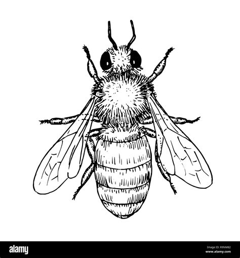 Dibujo De Abeja Fotos e Imágenes de stock - Alamy