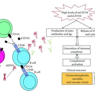 Biological function of the CD154/CD40 interaction. CD154 mediates ...