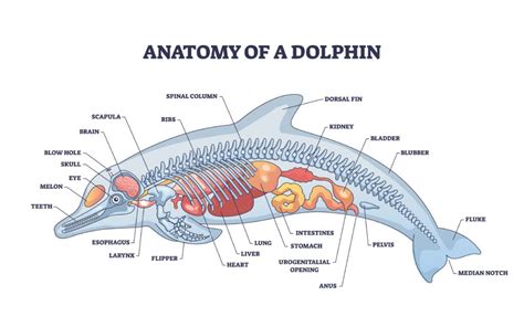 Understanding Dolphin Anatomy