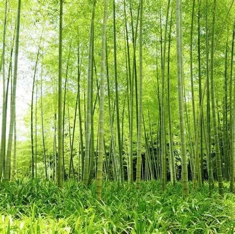 Bamboo stalks Wall Mural | Eazywallz