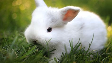 Cute Bunny 4K Wallpapers - Top Free Cute Bunny 4K Backgrounds ...