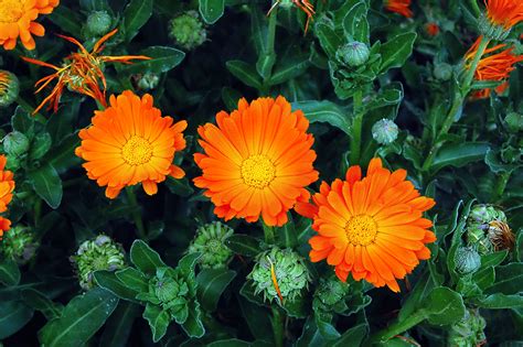 Barcelona Photoblog: Orange Flowers