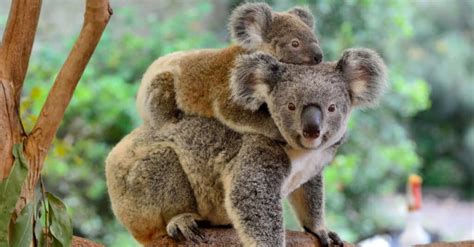 What’s a Baby Koala Called + 4 More Amazing Facts and Pictures! - IMP WORLD