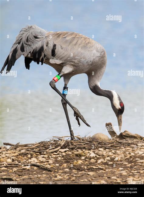 Common Crane on nest with two eggs Stock Photo - Alamy