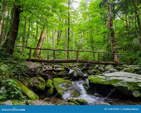 Log Bridge Over Forest Creek, Lush Woods Stock Image - Image of dense ...