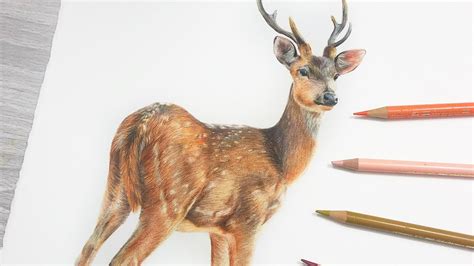 How To Draw a DEER in COLORED PENCIL - YouTube